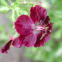Geranium_phaeum_closer