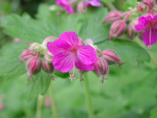 Geranium x cantabrigiense (Geranium x cantabrigiense (Hardy geranium))
