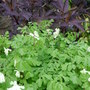 Sambucus___corydalis_ochraleuca