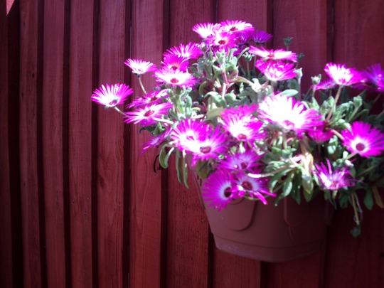 Livingstone Daisy (Mesembryanthemum crystallinum (Buzotu))