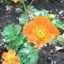 Geum__beech_house_apricot_