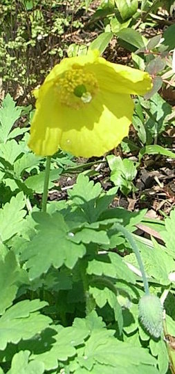 Meconopsis cambrica (Meconopsis cambrica)