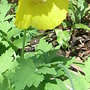 Meconopsis_cambrica