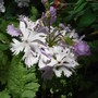 Primula_sieboldii__lilac_sunbonnet_