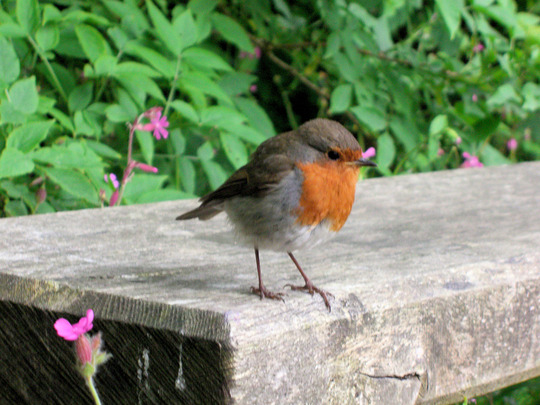 Robin 