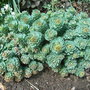 Rhodiola rosea