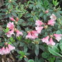 Rhododendron_campylogynum__patricia_