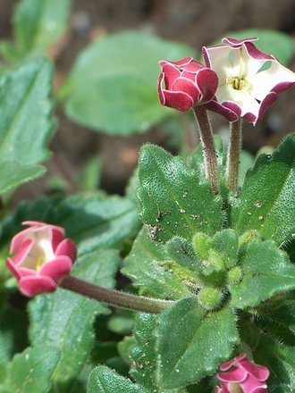 Zaluzianskya ovata - close-up (Zaluzianskya ovata)