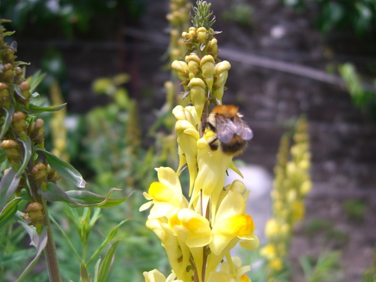 A garden flower photo