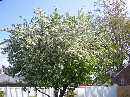 Pretty blooms