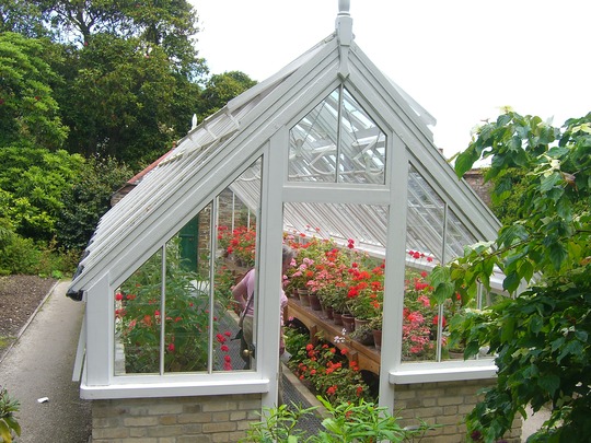 A garden flower photo
