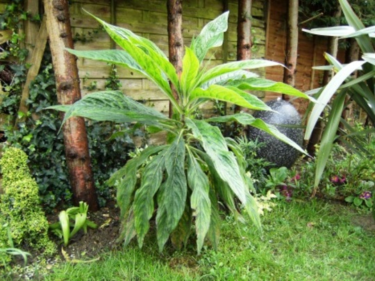 Echium (Echium)