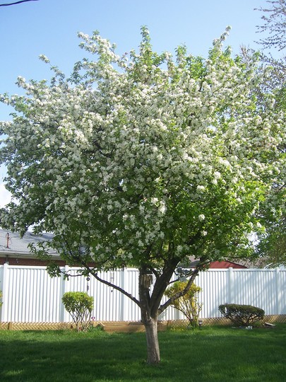 crabapple? blossoms
