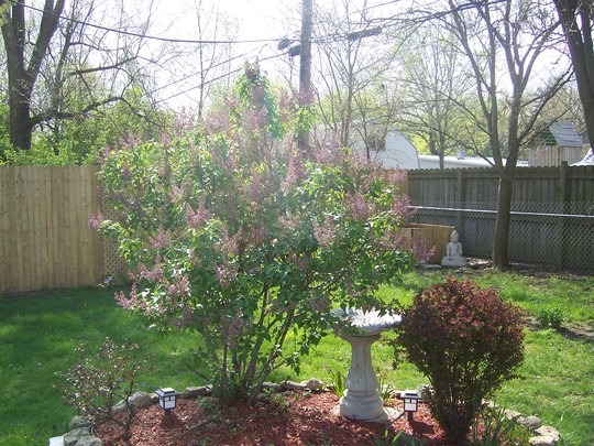 Lilac bush
