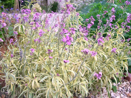 A garden flower photo (erysimum variegated)