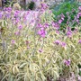 erysimum variegated