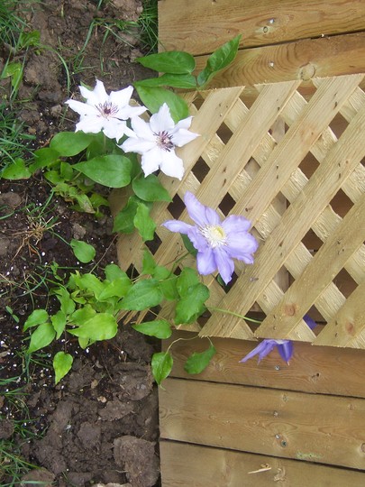 clematis