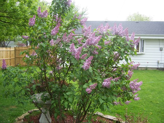 lilac