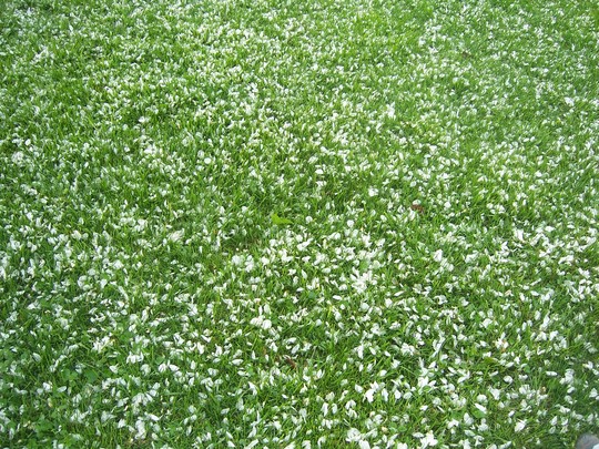 Snow in spring?