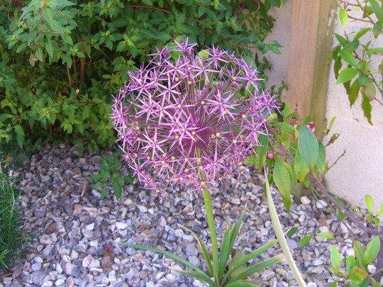A garden flower photo (allium christophii)