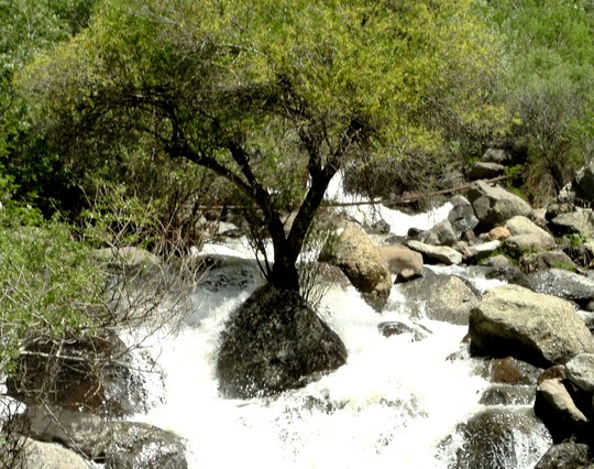Tree growing in middle of rushing mountain torrent.