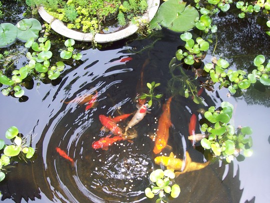 Fishies!