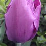 2008-05-02_purple_tulip