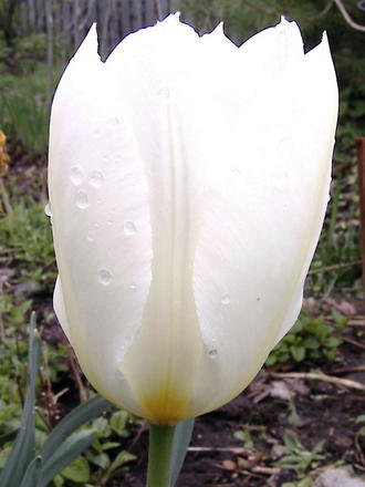White tulip (Tulipa fosteriana 'White Emperor')