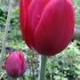 2008-05-02_red_tulip