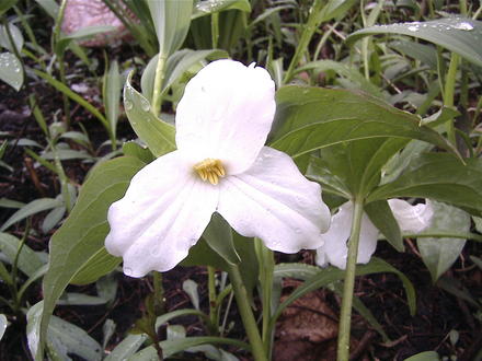 Trilliums are open!! (trillium grandiflora)