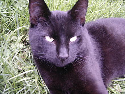 Garden Critic