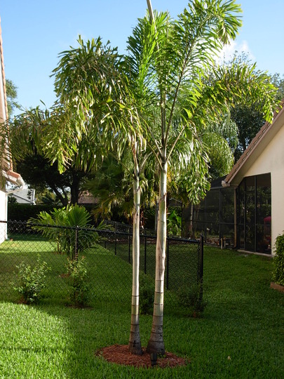 Foxtail Palm (Wodyetia Bifurcata)