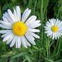 100_4238_daisies_ed