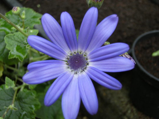 Senecio