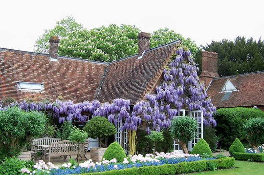 Wisteria at Chenies Manor, Bucks