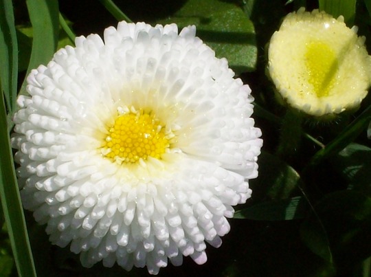 Bellis Daisy ...