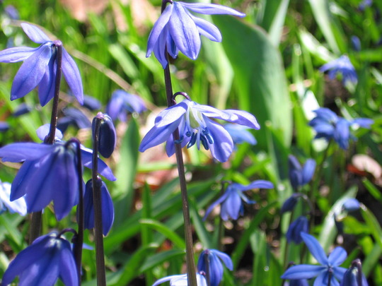 scilla (Scilla siberica (Siberian squill))