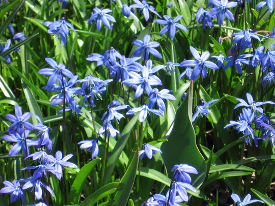 scilla (Scilla siberica (Siberian squill))