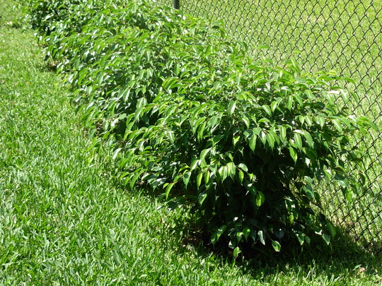 Weeping Fig (Ficus Benjamina)