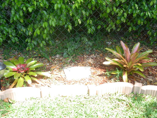 Bromeliad (Nidularium fulgens (Blushing Bromeliad))