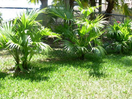 Chinese Fan Palm (Livistona chinensis)