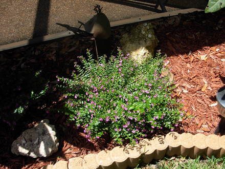 Mexican Heather (Cuphea hyssopifolia)