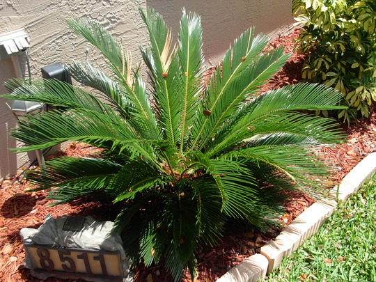 Sago Palm (Sago Palm)