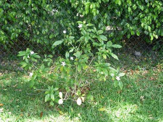 Pinwheel Jasmine (Tabernaemontana)
