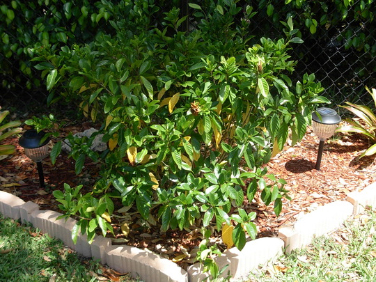 Gardenia (Gardenia jasminoides)