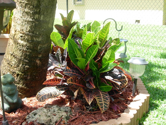 Croton Petra (Croton Petra)