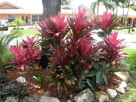 Croton (Croton)