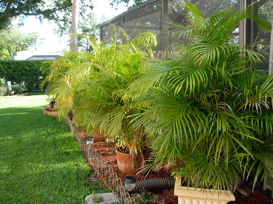 Assorted Palm (Assorted Palm)