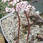 Darmera_peltata