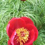 Paeonia tenuifolium
